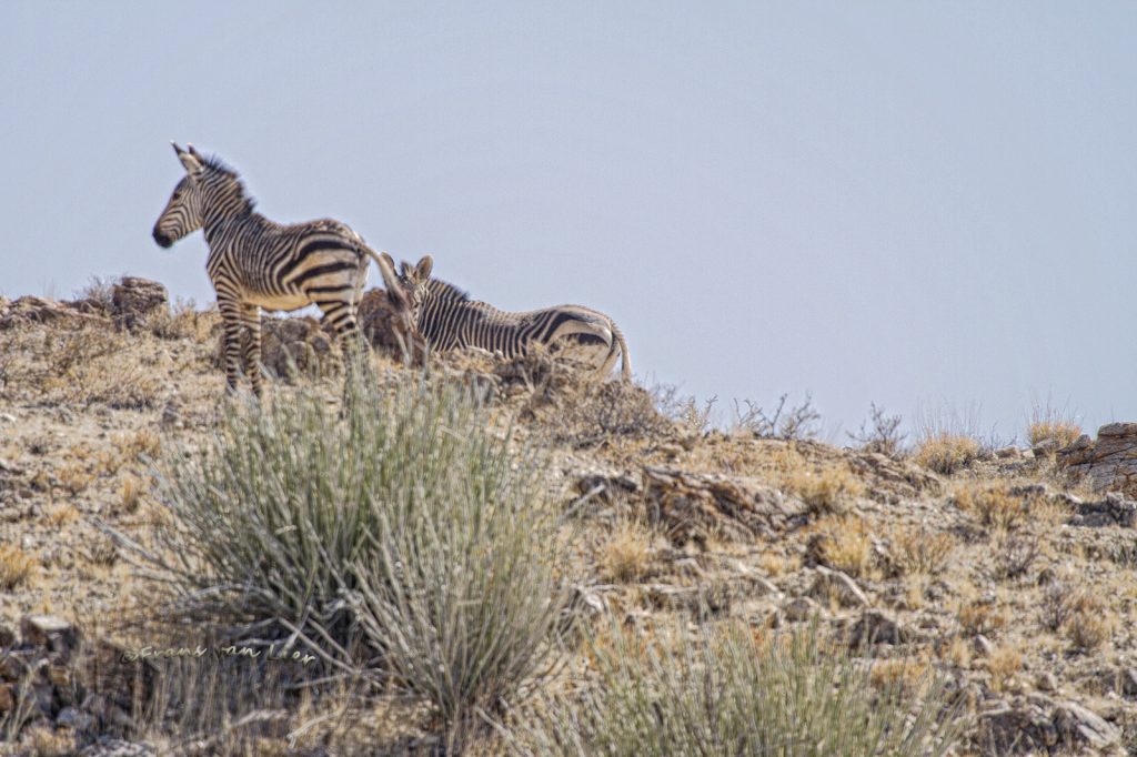 Bergzebra (Equus zebra)