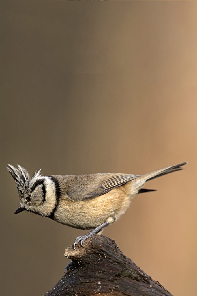 Kuifmees (Lophophanes cristatus)