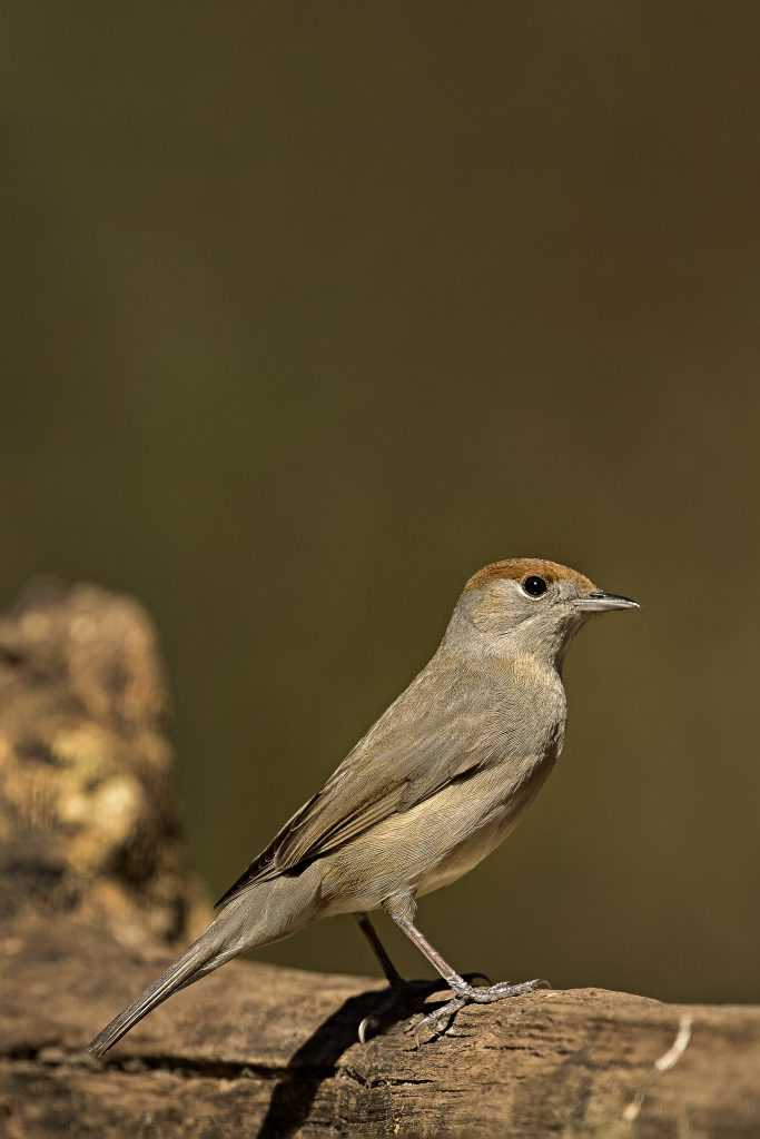 Zwartkop (Sylvia atricapilla)