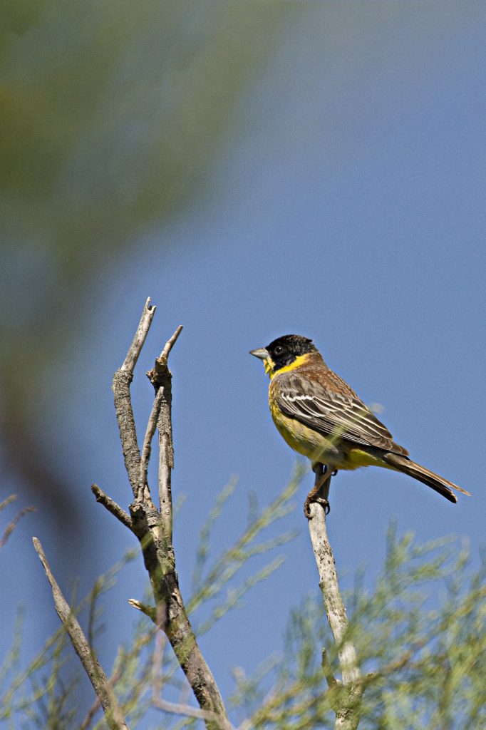 Zwartkopgors (Emberiza melanocephala)