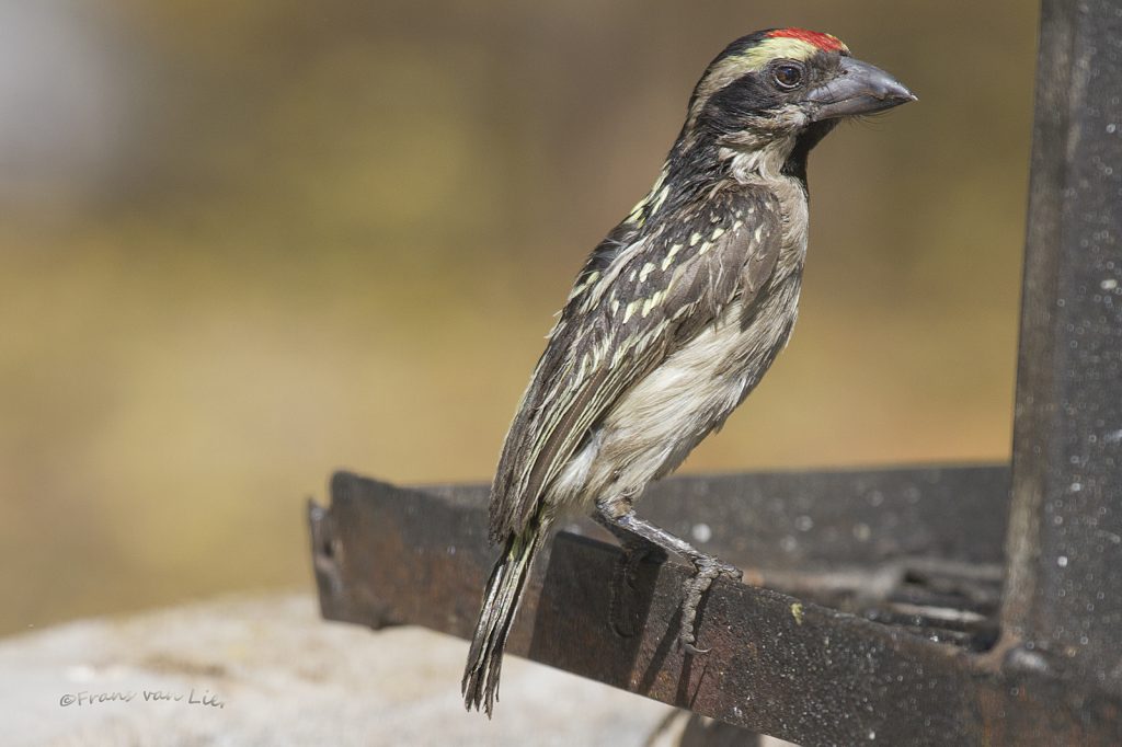 Acacia Pied Barbet (Tricholaema leucomelas)