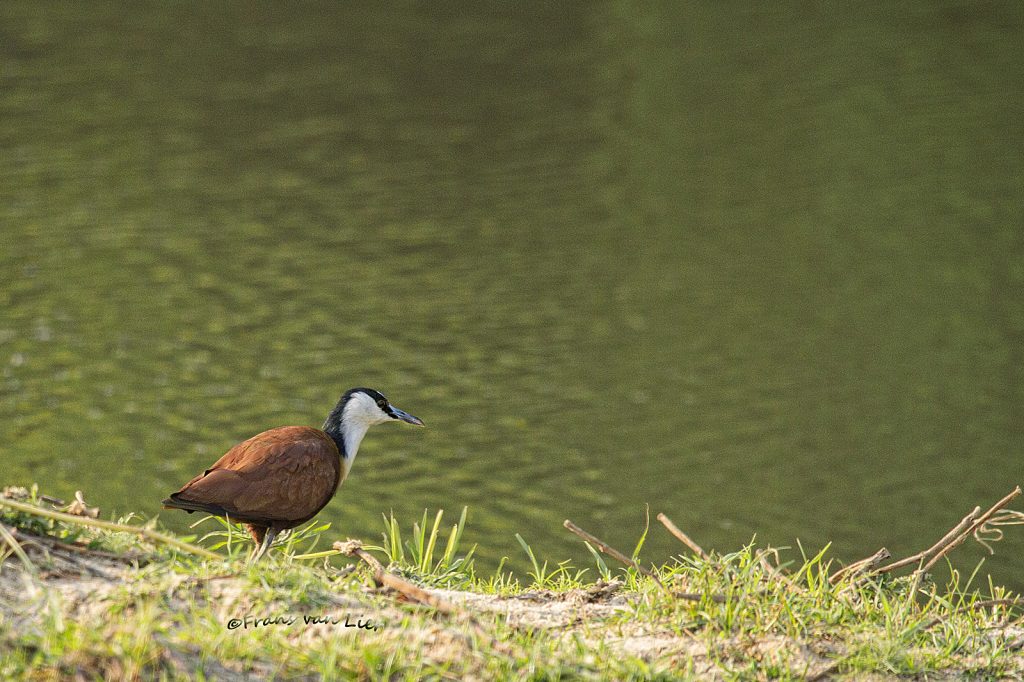 African jacana (Actophilornis africanus)