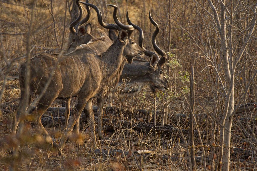 Greater Kudu (Tragelaphus strepsicerus)