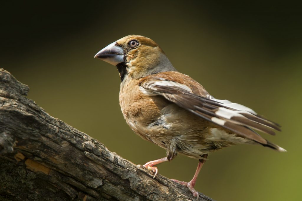 Appelvink (Coccothraustes coccothraustes)