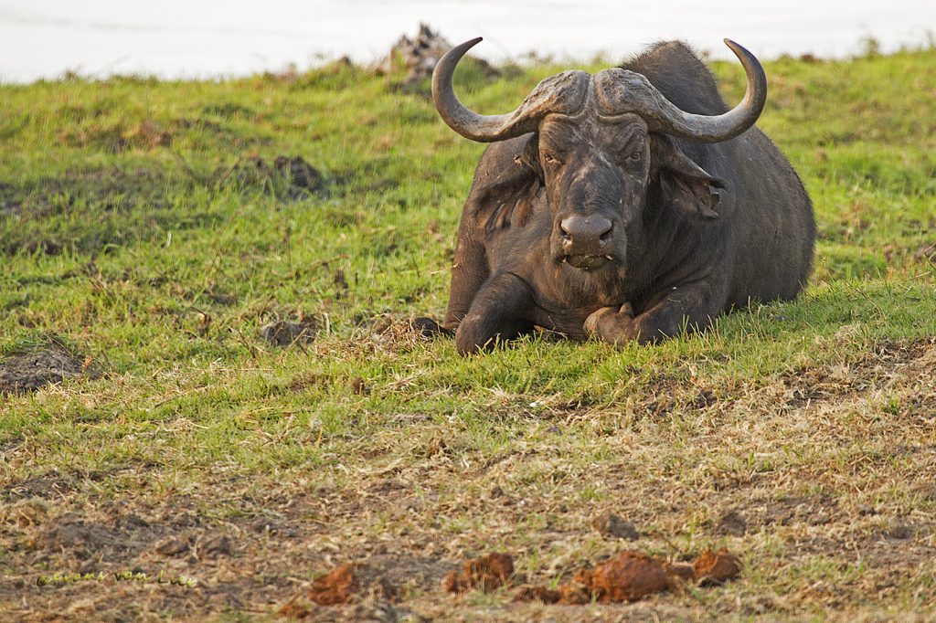 Kafferbuffel (Syncerus caffer)