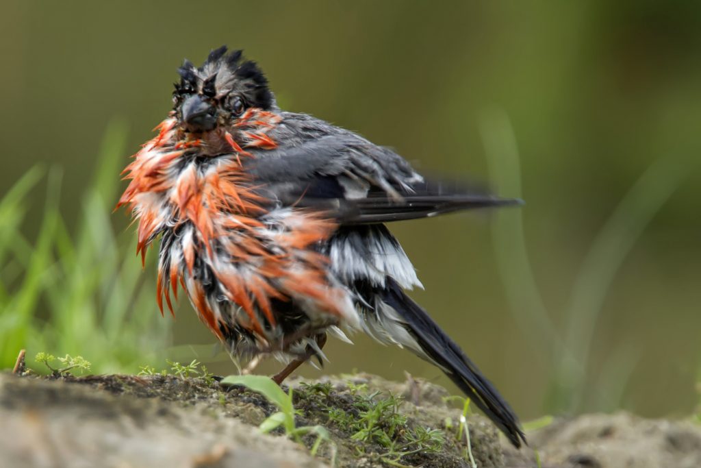 Goudvink (Pyrrhula pyrrhula)