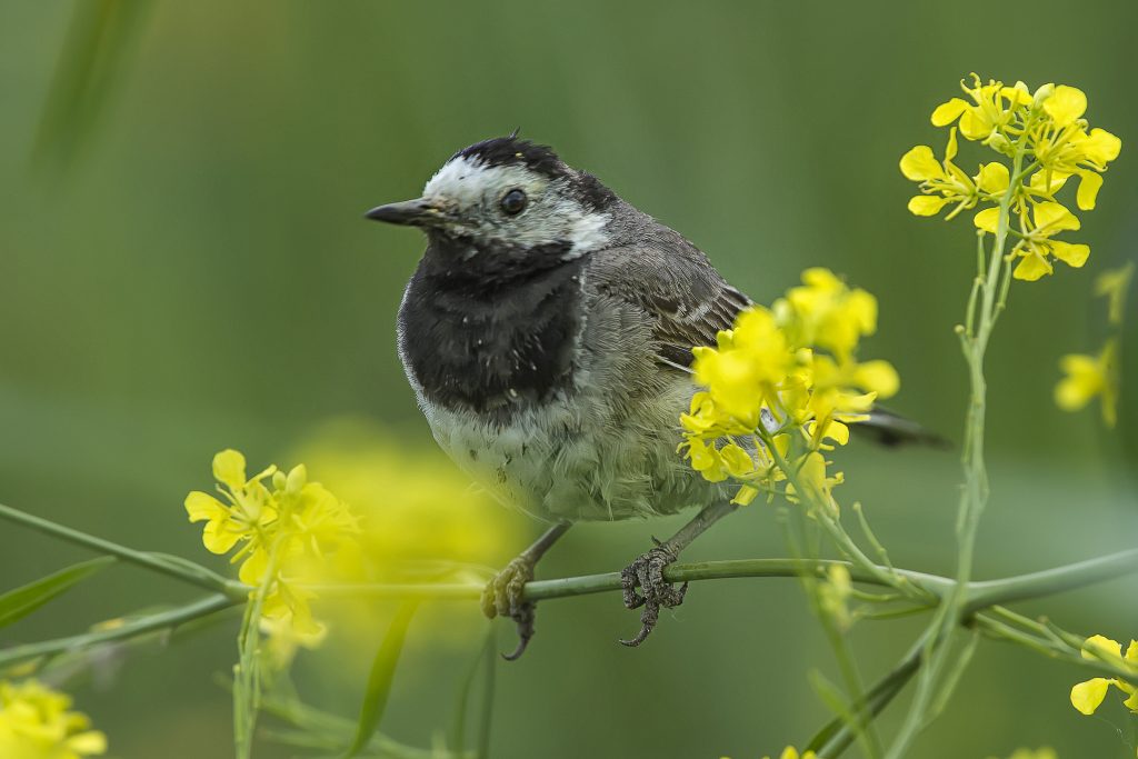 Witte Kwikstaart (Motacilla alba)