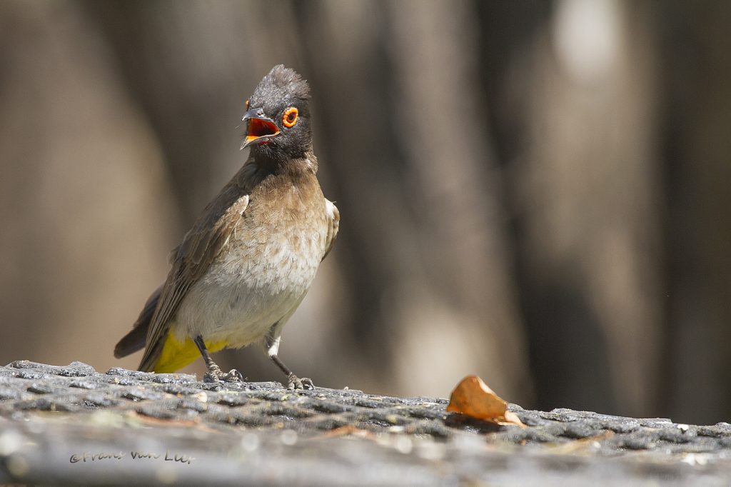 (african) red-eyed bulbul (Pycnonotus nigricans)