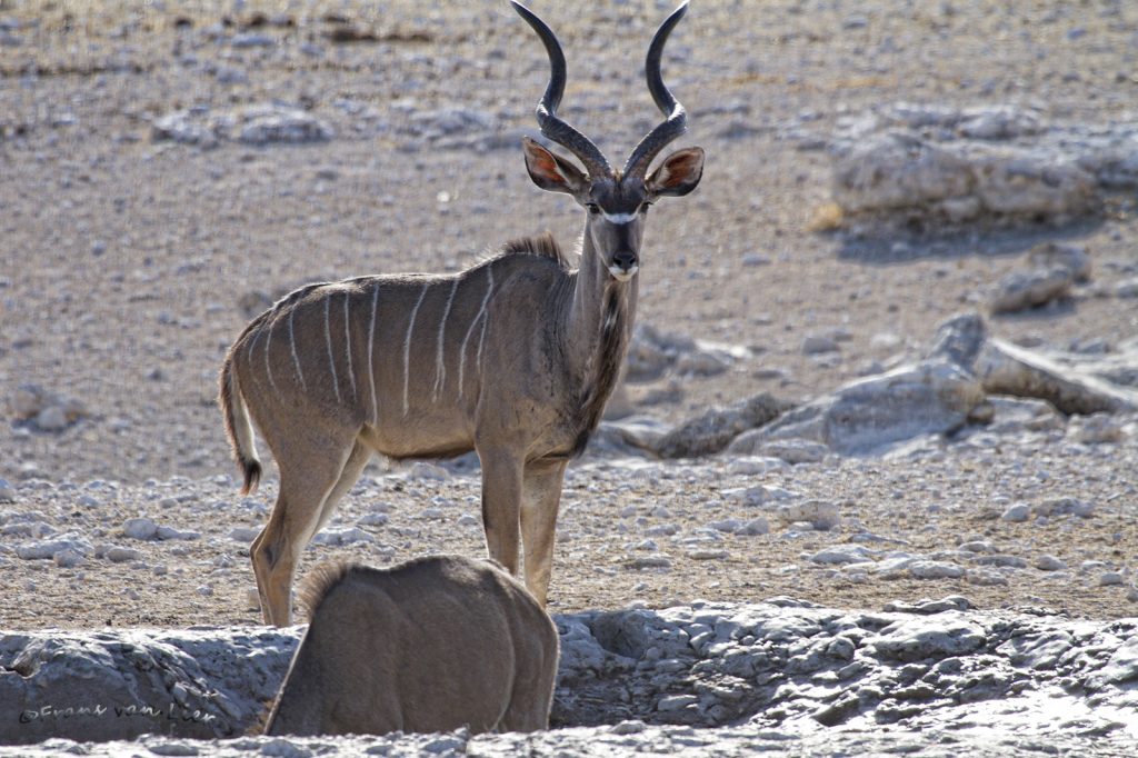 Greater Kudu (Tragelaphus strepsicerus)