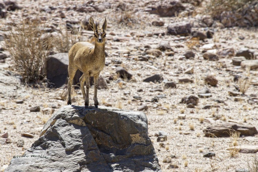 Steenbok (Rahicerus campestris)