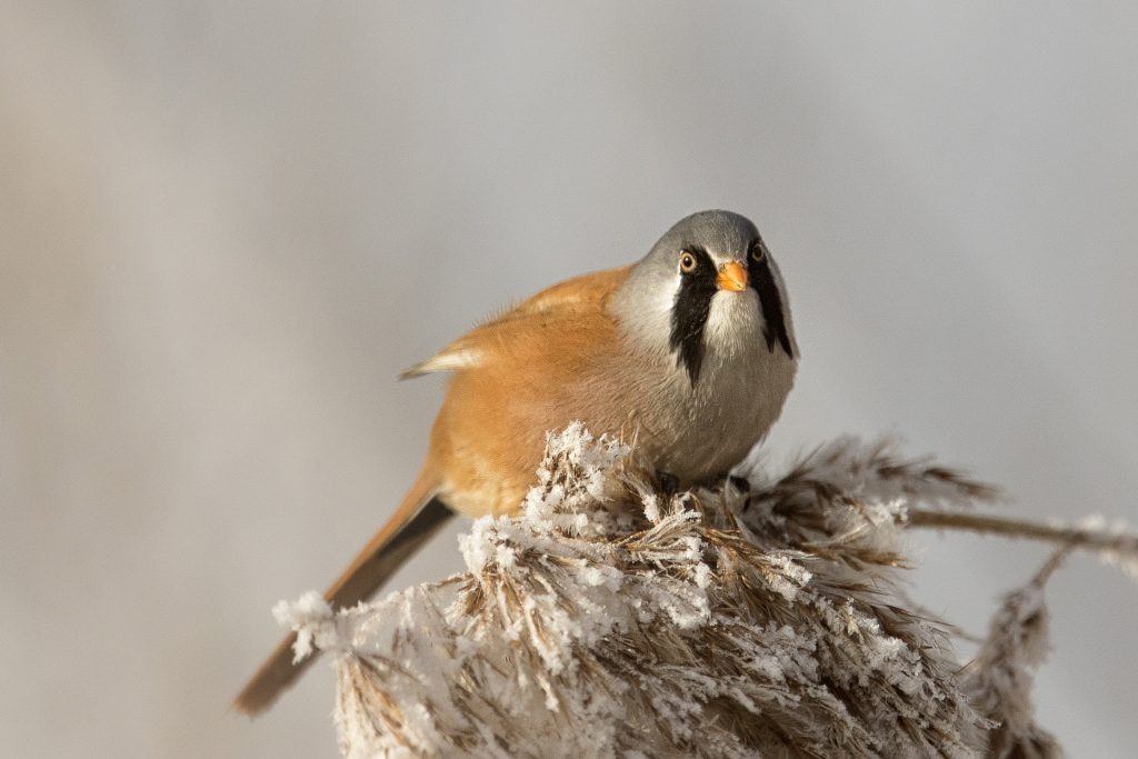 Baardman (Panurus biarmicus)