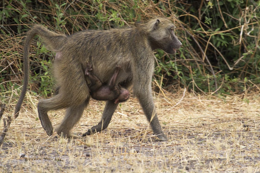 Baviaan( Papio cynocephalus)