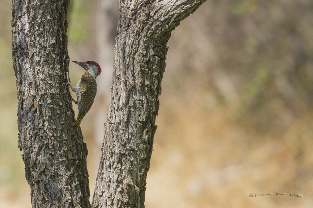bennett’s woodpecker (Campethera bennettii) i