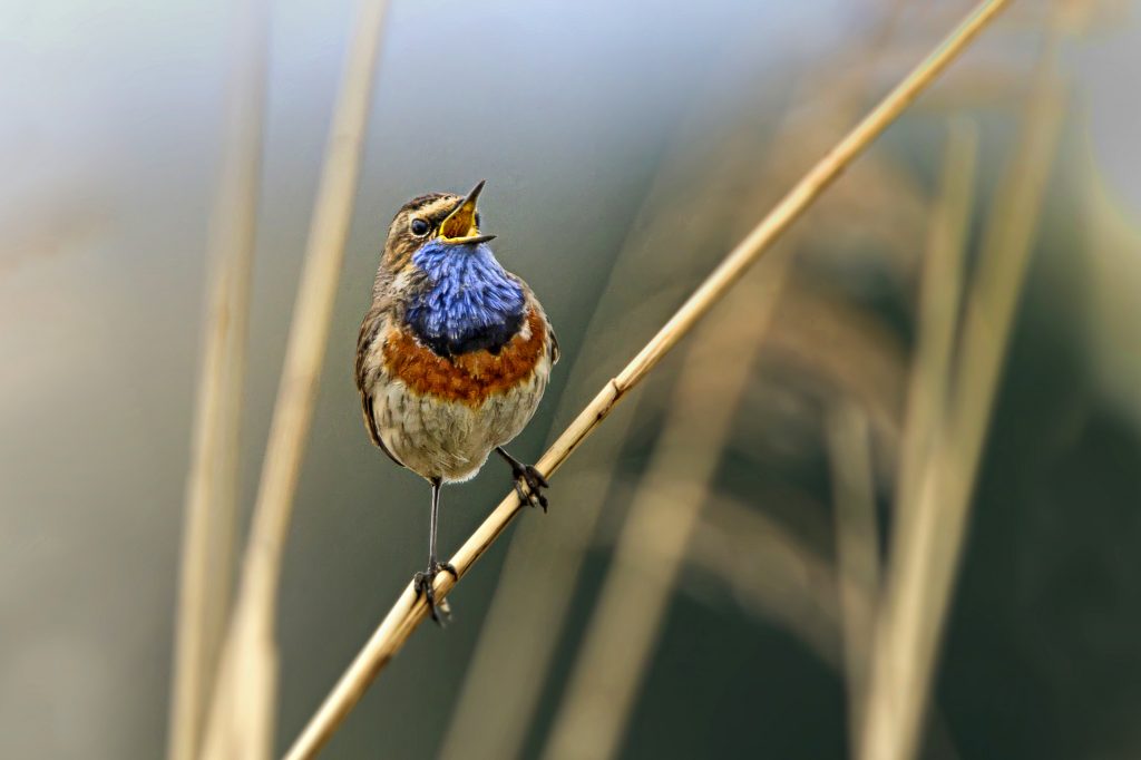 Blauwborst (Luscinia svecica)