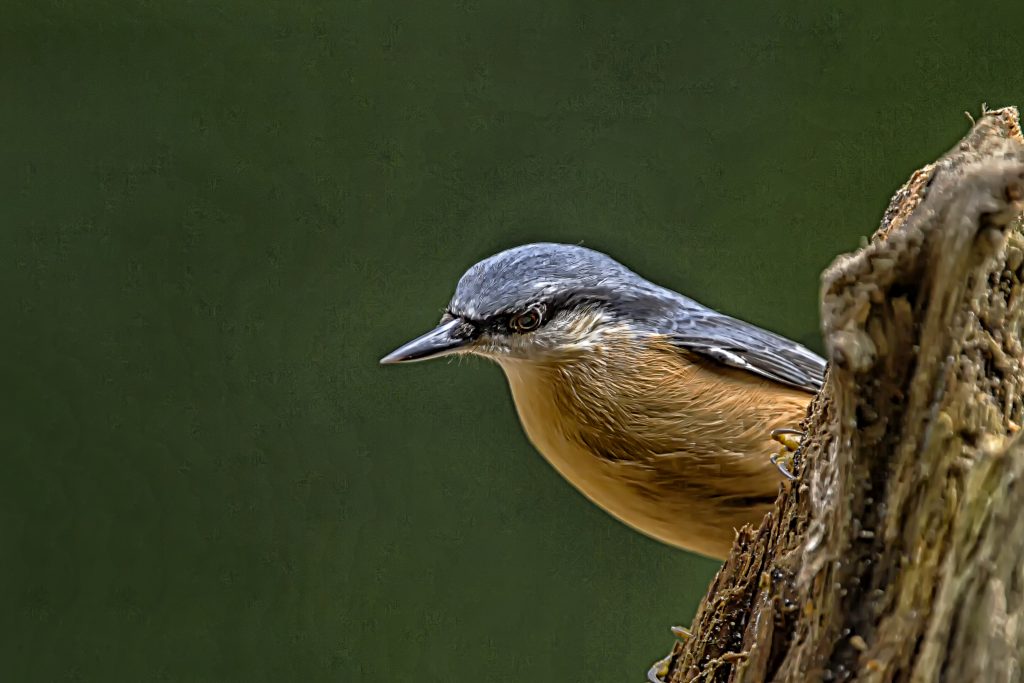 Boomklever (Sitta europaea)