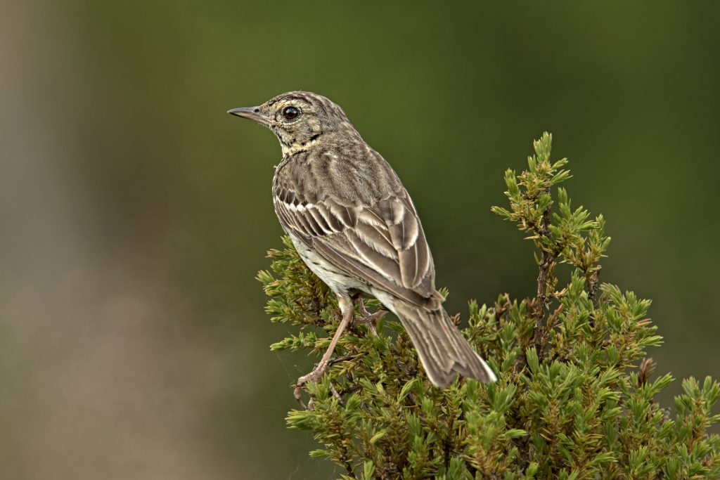 Boompieper (Anthus trivialis)