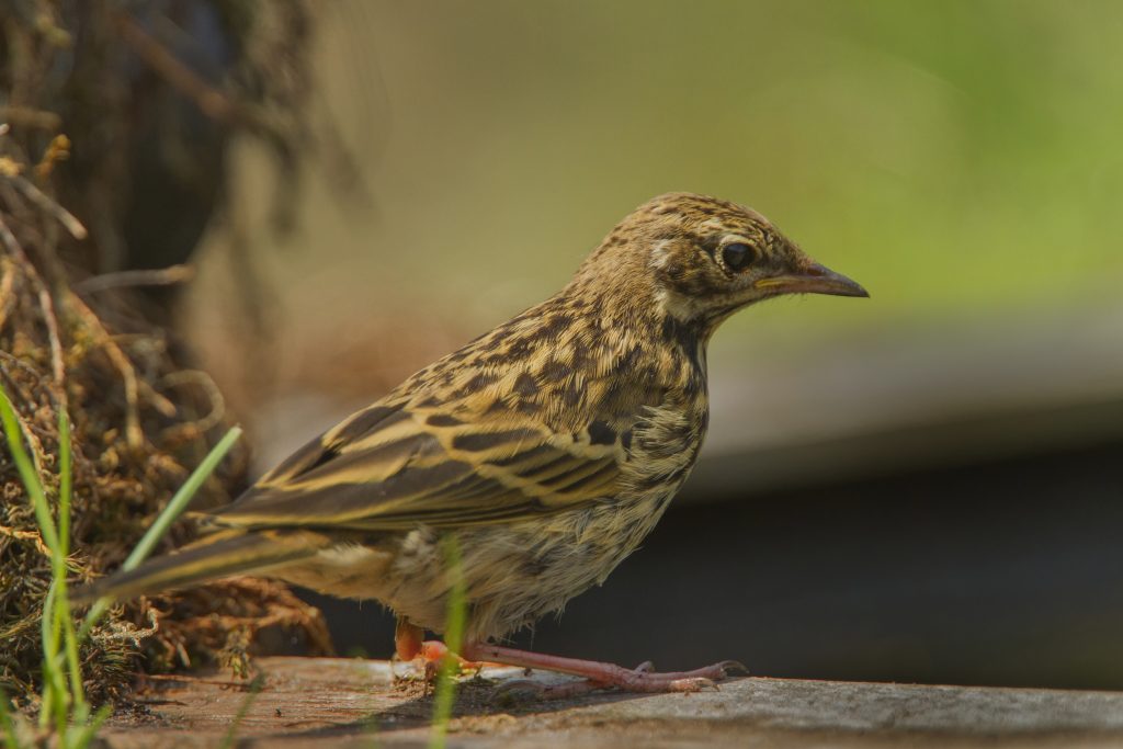 Boompieper (Anthus trivialis)