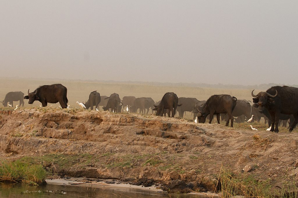 Kafferbuffels (Syncerus caffer)