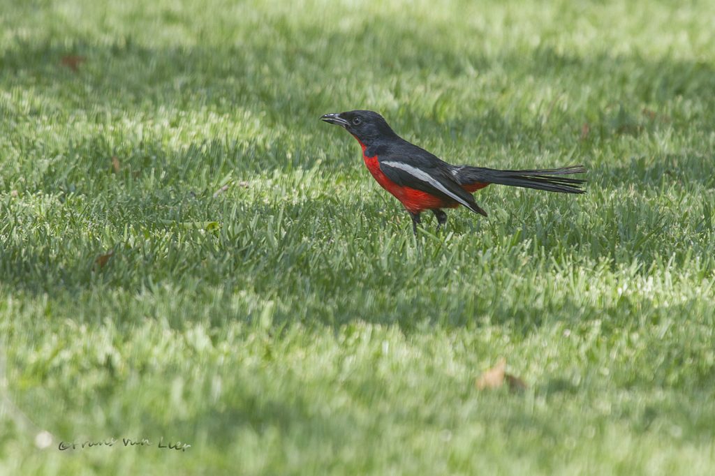 Crismon-breasted boubou (Laniarius atrococcineus)
