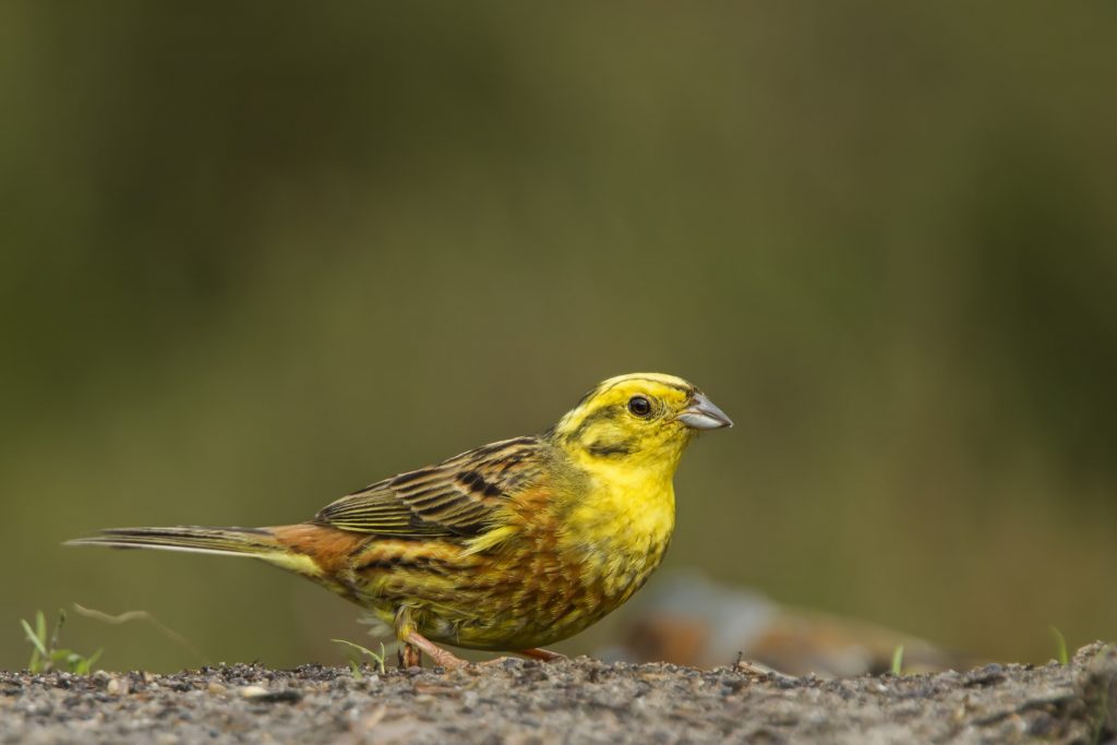 Geelgors (Emberiza citrinella)