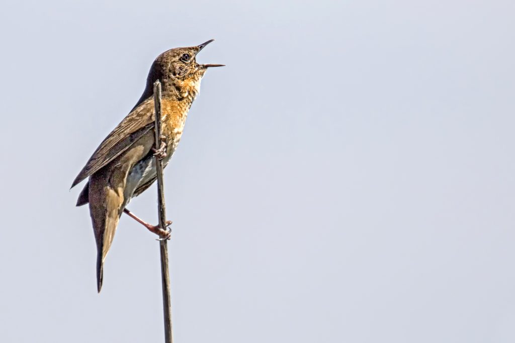 Snor (Locustella luscinioides)