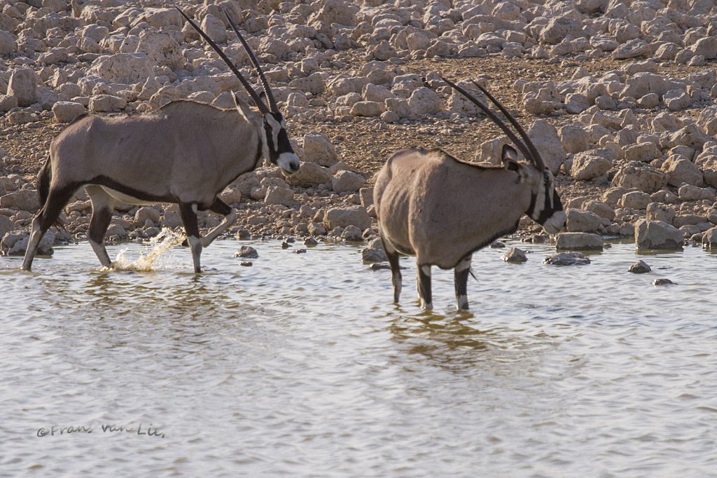 Southern Oryx (Oryx gazella)