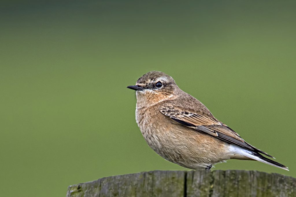 Tapuit (Oenanthe oenanthe)