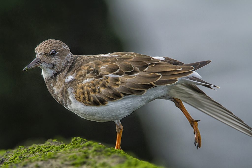 Steenloper (Arenaria interpres)