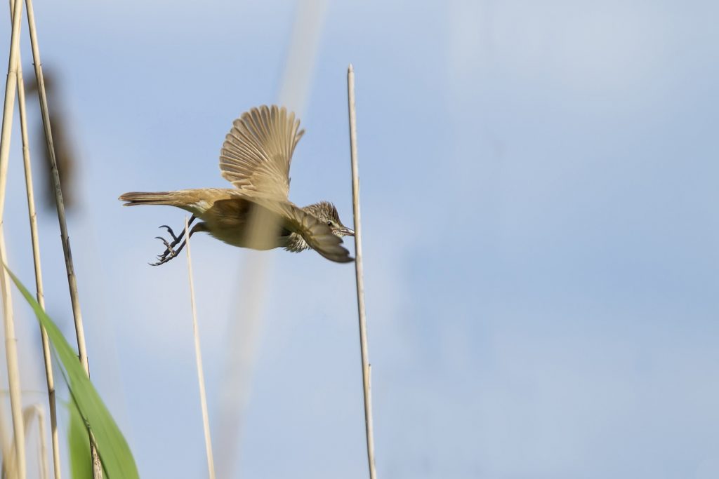 Grote karekiet (Sylvia curruca)