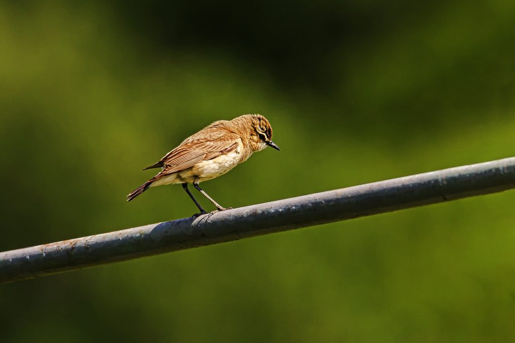 Izabeltapuit (Oenanthe isabellina)
