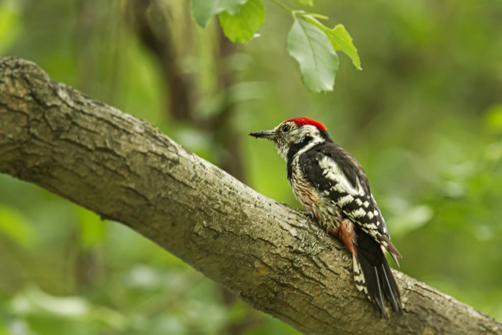 Middelste Bontespecht (Dendrocoptes medius)