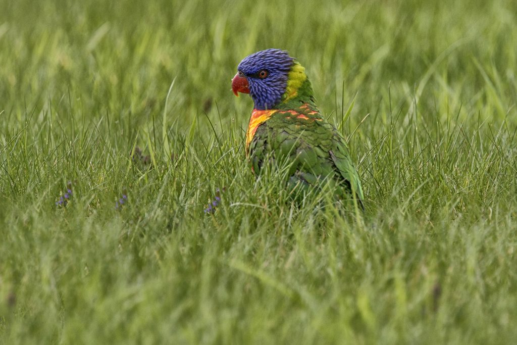 Rainbow Lorikeet {escape} (Trichoglossus moluccanus)