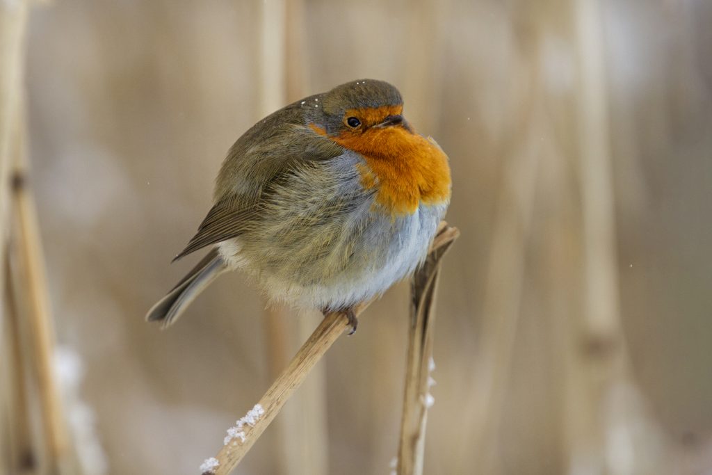 Roodborst (Erithacus rubecula)