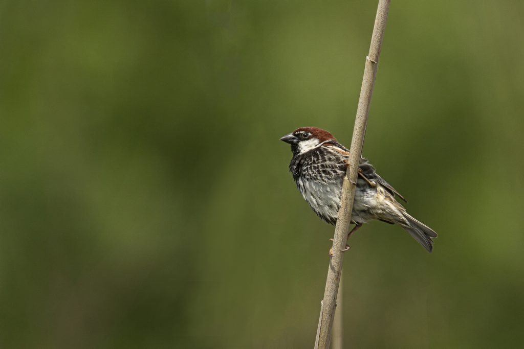 Spaanse mus (Passer hispaniolensis)