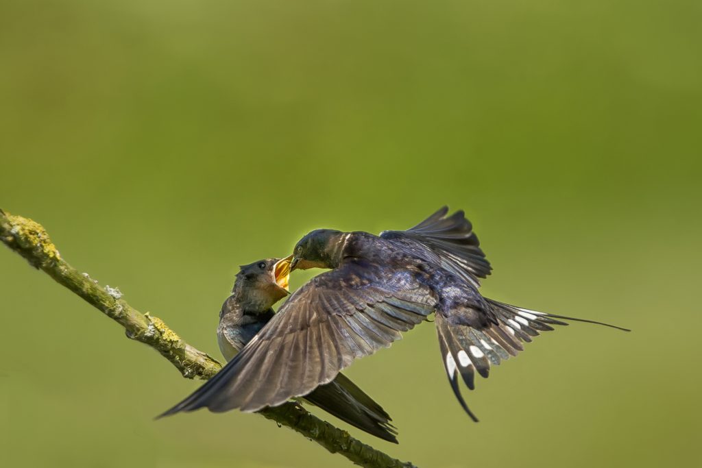 Boerenzwaluw (Hirundo rustica)