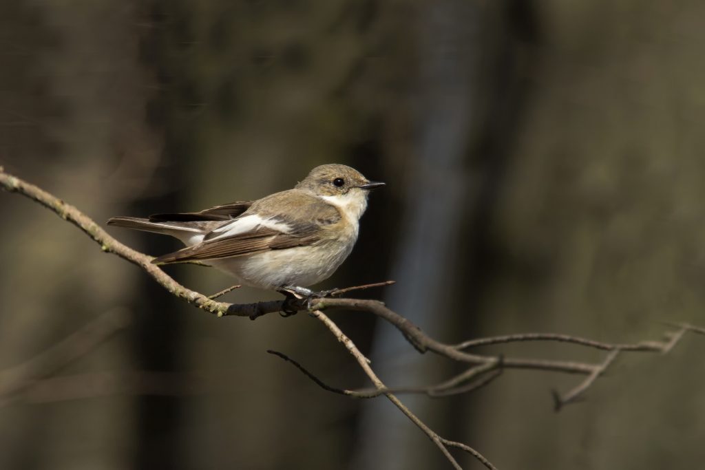 Bonte vliegenvanger (Ficedula hypoleuca)