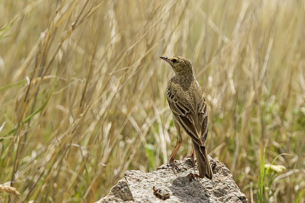 Duinpieper (Anthus campestris)
