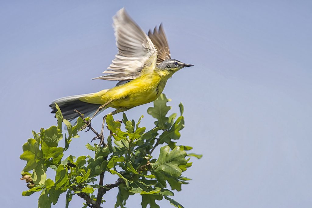 Gele kwikstaart (Motacilla flava)