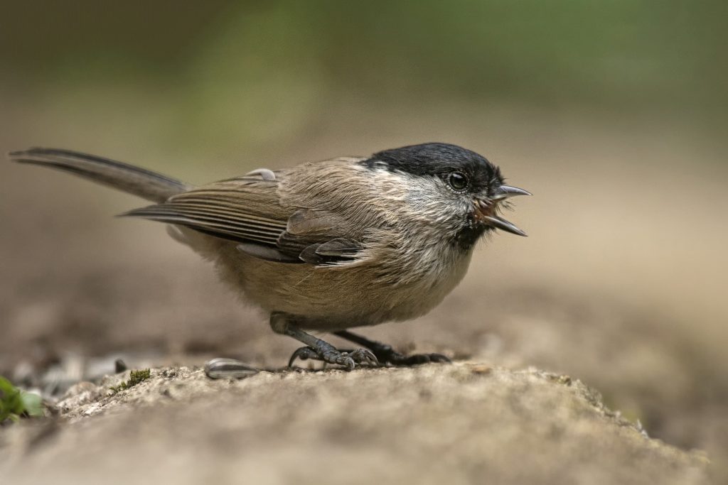 Glanskop (Poecile palustris)