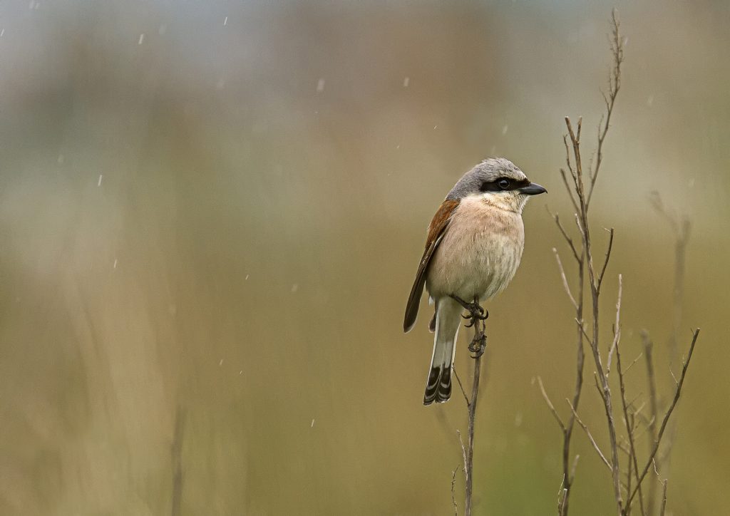 Grauwe klauwier (Lanius collurio)