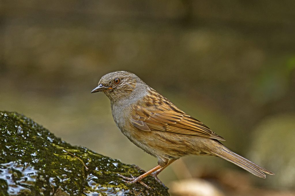 Heggemus (Prunella modularis) i