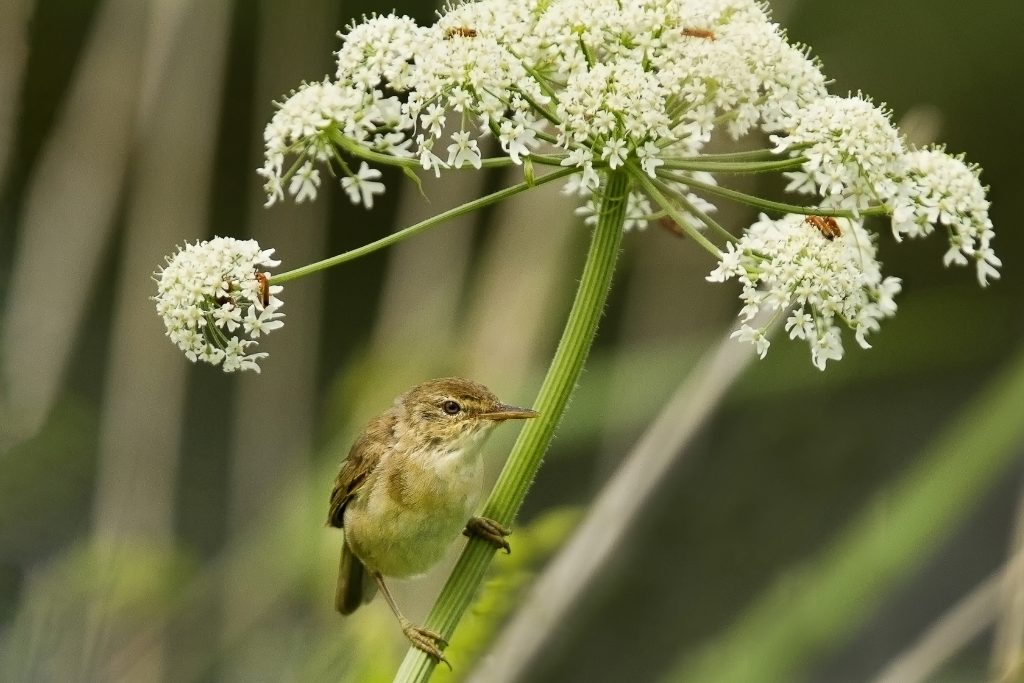 Kleine karekiet (Acrocephalus scirpaceus)