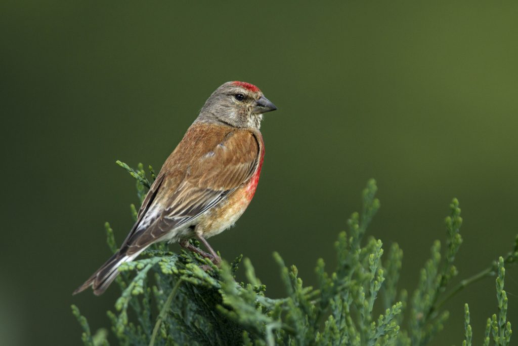 Kneu (Linaria cannabina)