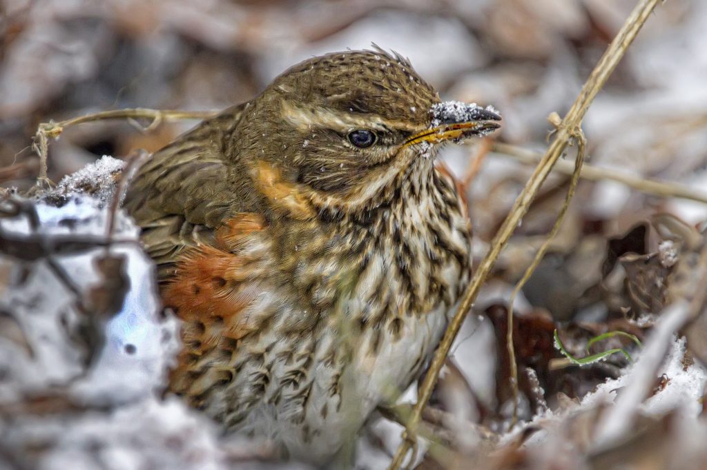 Koperwiek (Turdus iliacus)