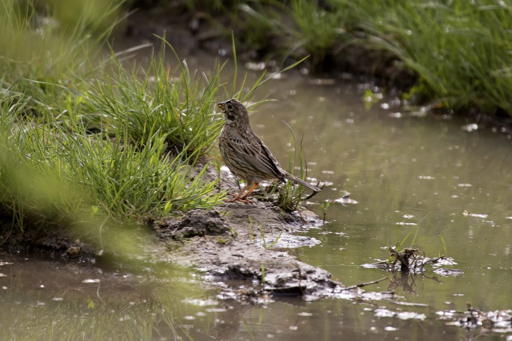 Kortteenleeuwerik (Calandrella brachydactyla)