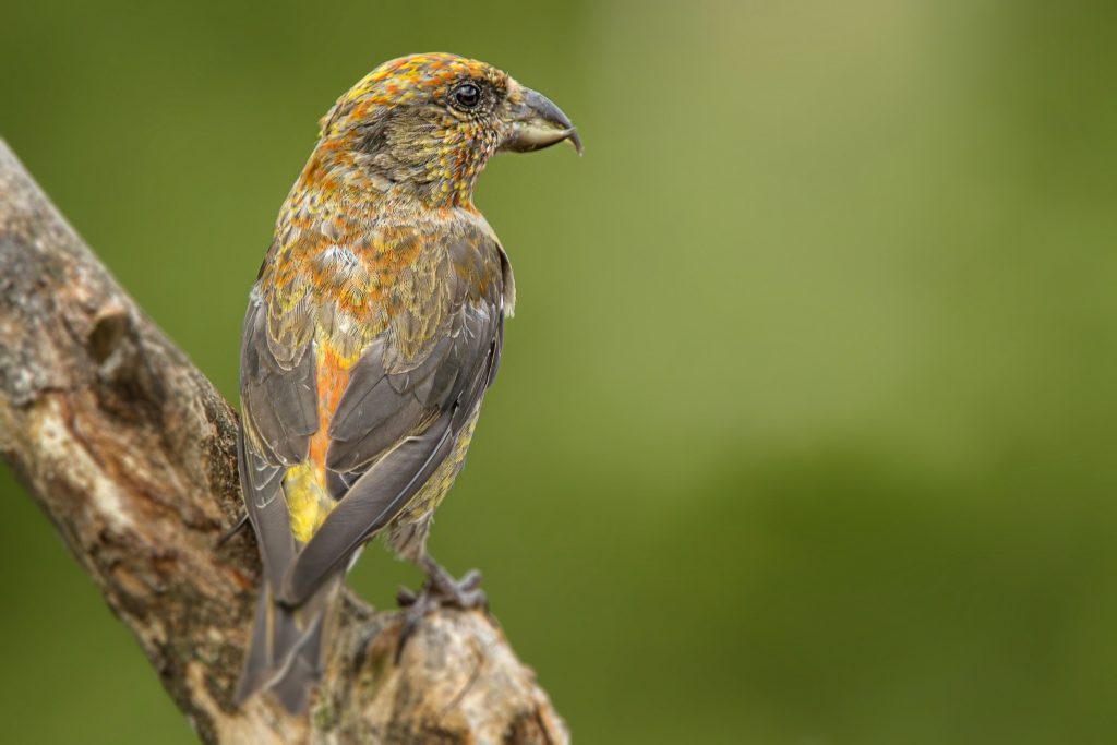 Kruisbek (juv) (Loxia curvirostra)