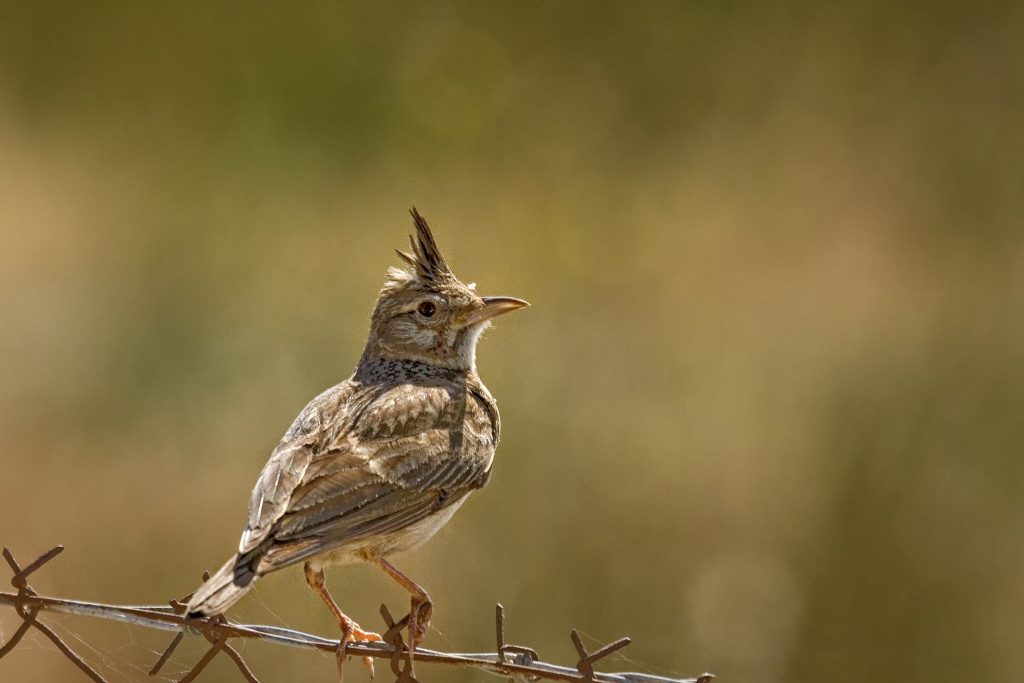 Kuifleeuwerik (Galerida cristata)