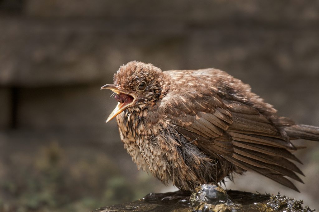 merel (juv) (Turdus merula)