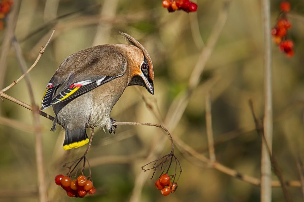 Pestvogel (Bombycilla garrulus)
