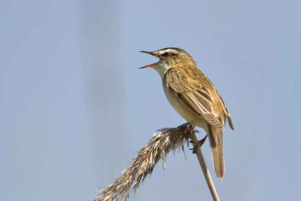 Rietzanger (Acrocephalus schoenobaenus)